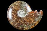 Polished, Agatized Ammonite (Cleoniceras) - Madagascar #94254-1
